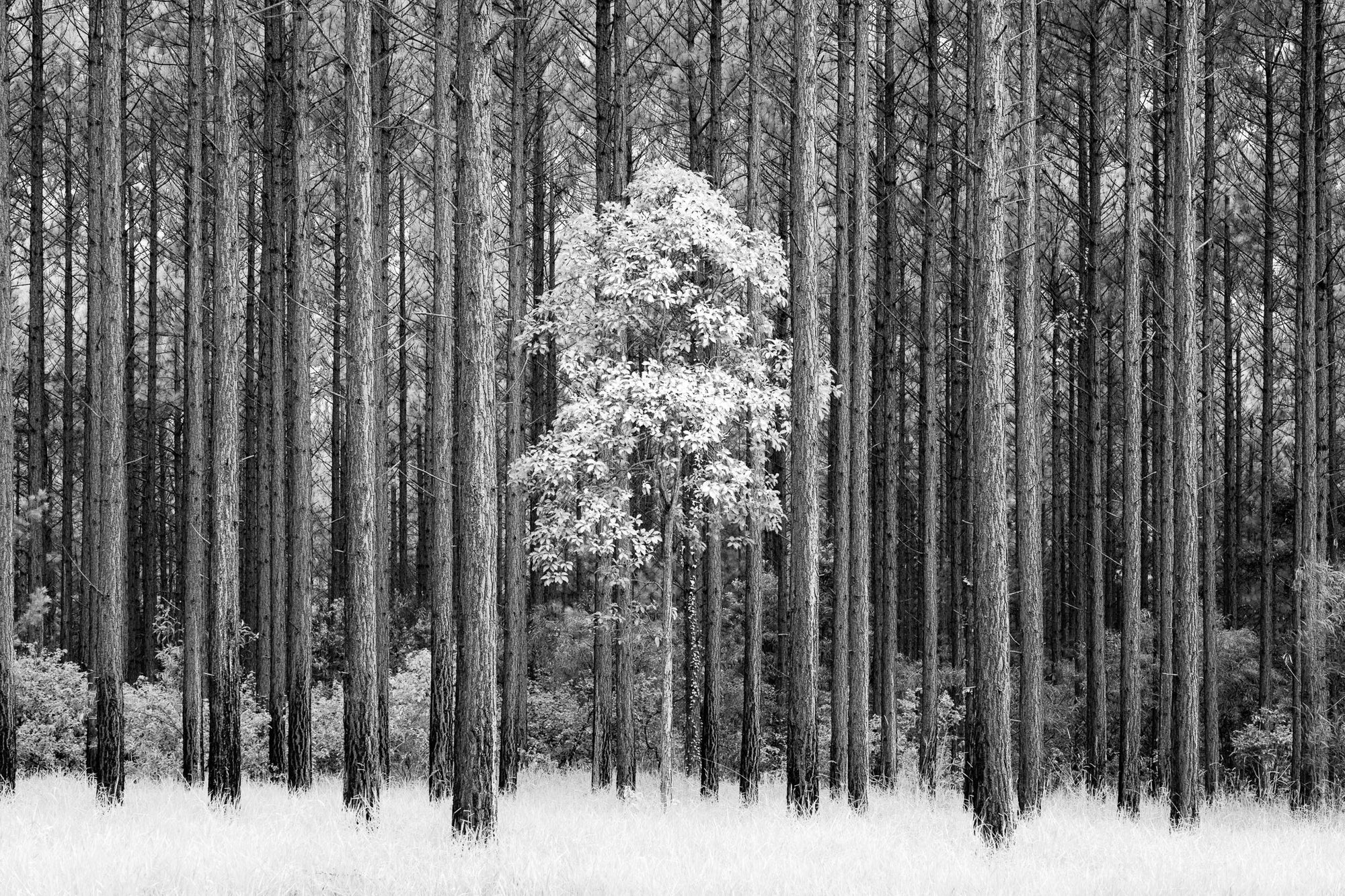 The Salty Pixel - IR Forest - metafield_custom.location - metafield_custom.subject