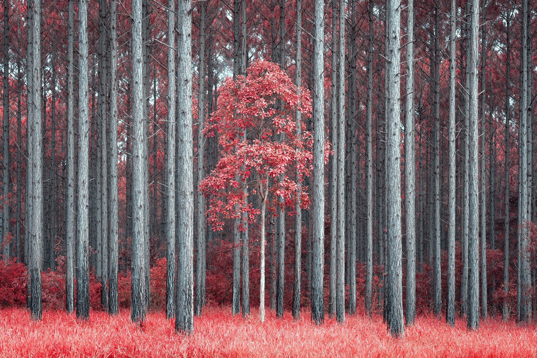 Red Forest – The Salty Pixel