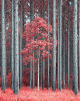 Red Forest