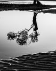 Black Tree Ripples