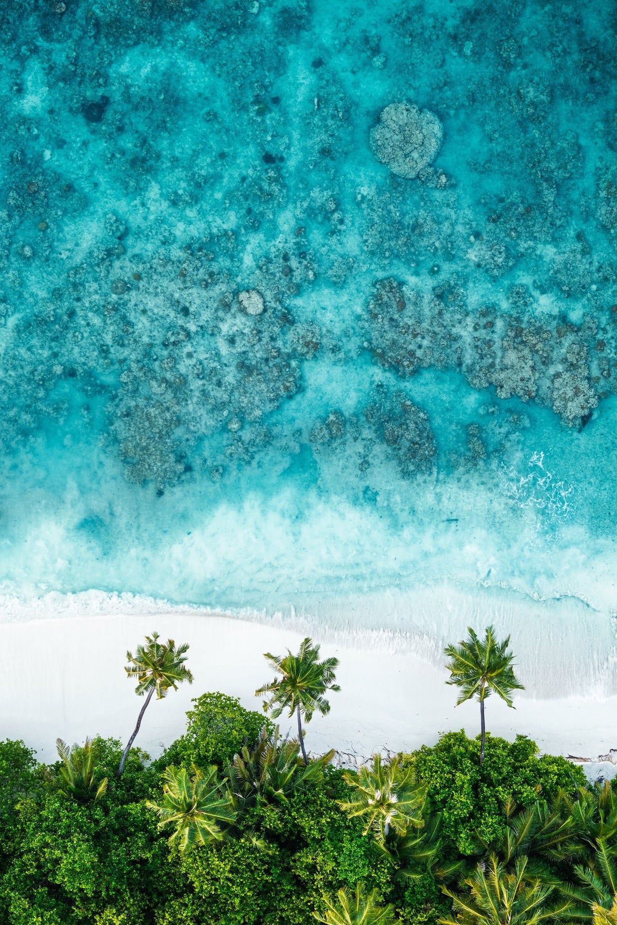 Azure Palms