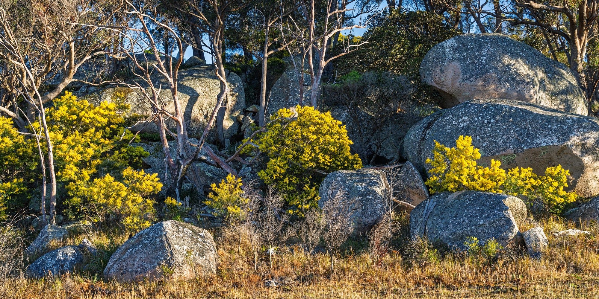 Boulder Bloom - The Salty Pixel