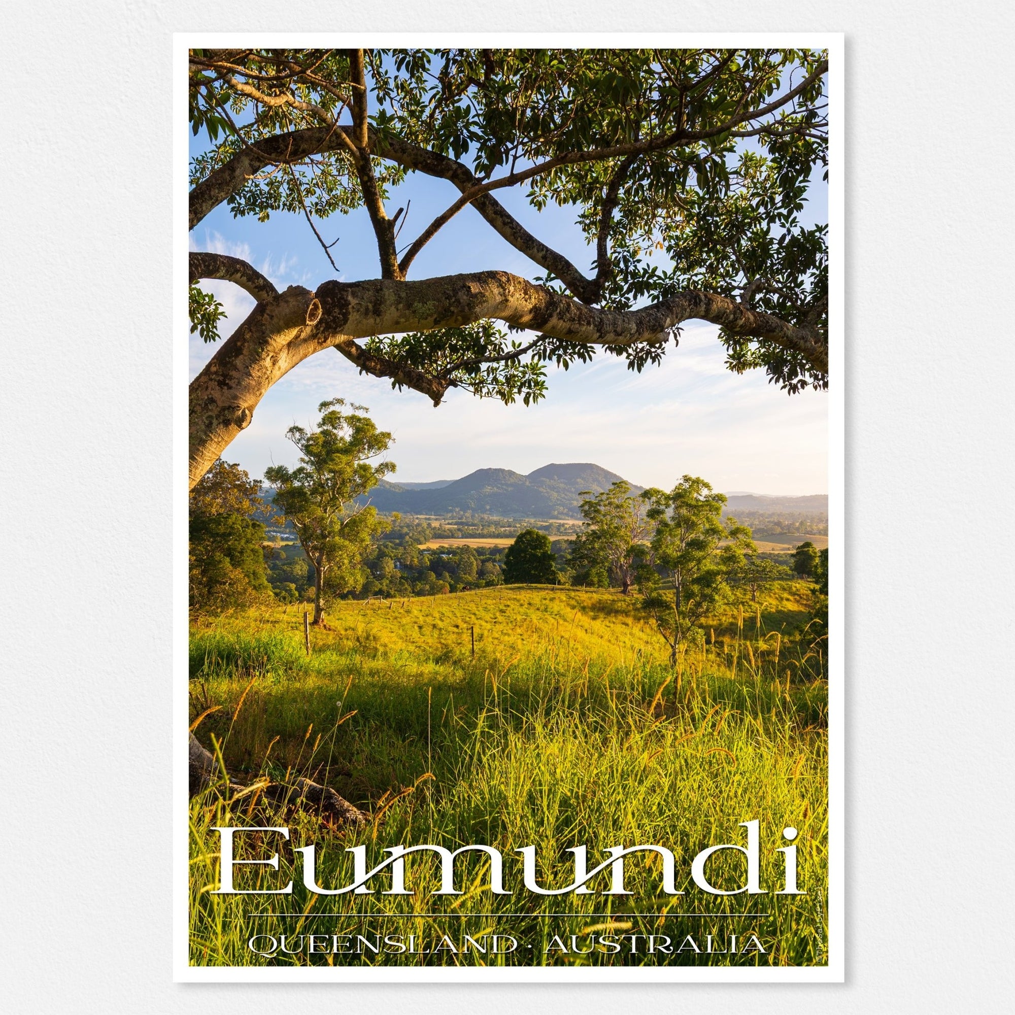 Design Series - Fig Tree View - The Salty Pixel