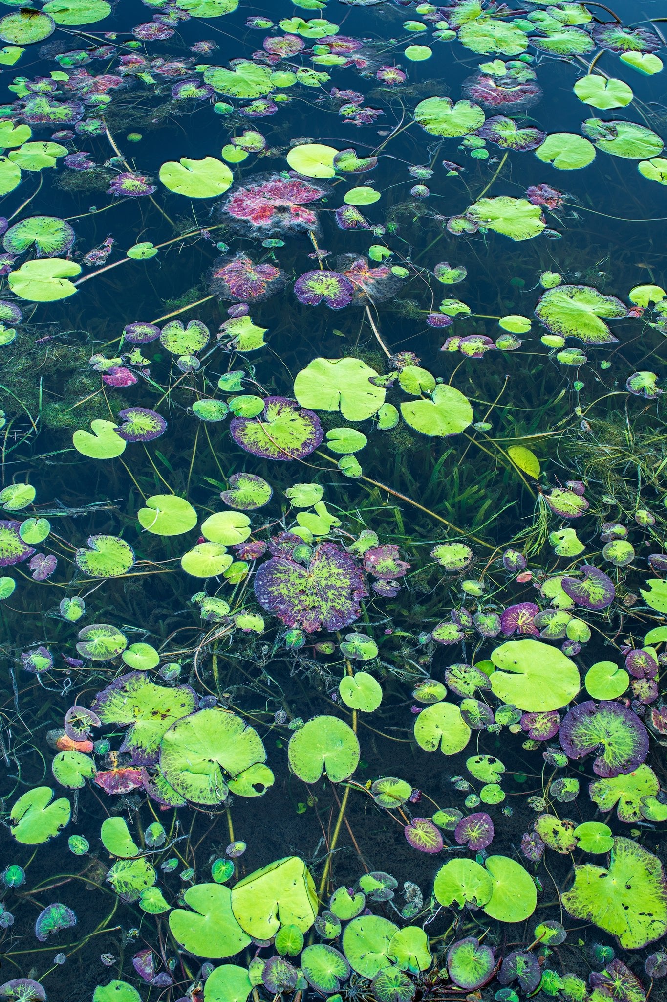 The Salty Pixel - Floating Garden - metafield_custom.location - metafield_custom.subject