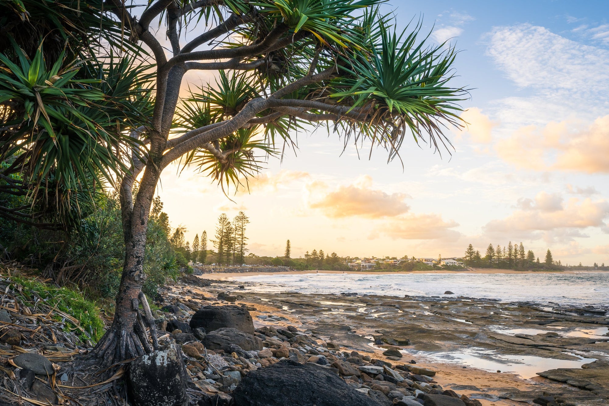 The Salty Pixel - Moffat Pandanus - metafield_custom.location - metafield_custom.subject