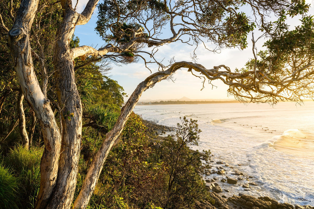 Paperbark Paradise