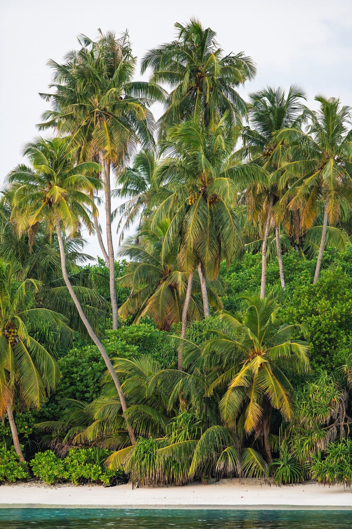Paradise Palms