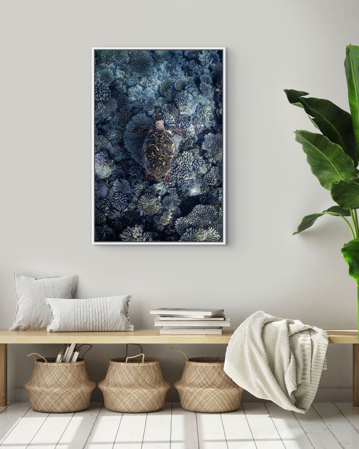Reef Wanderer