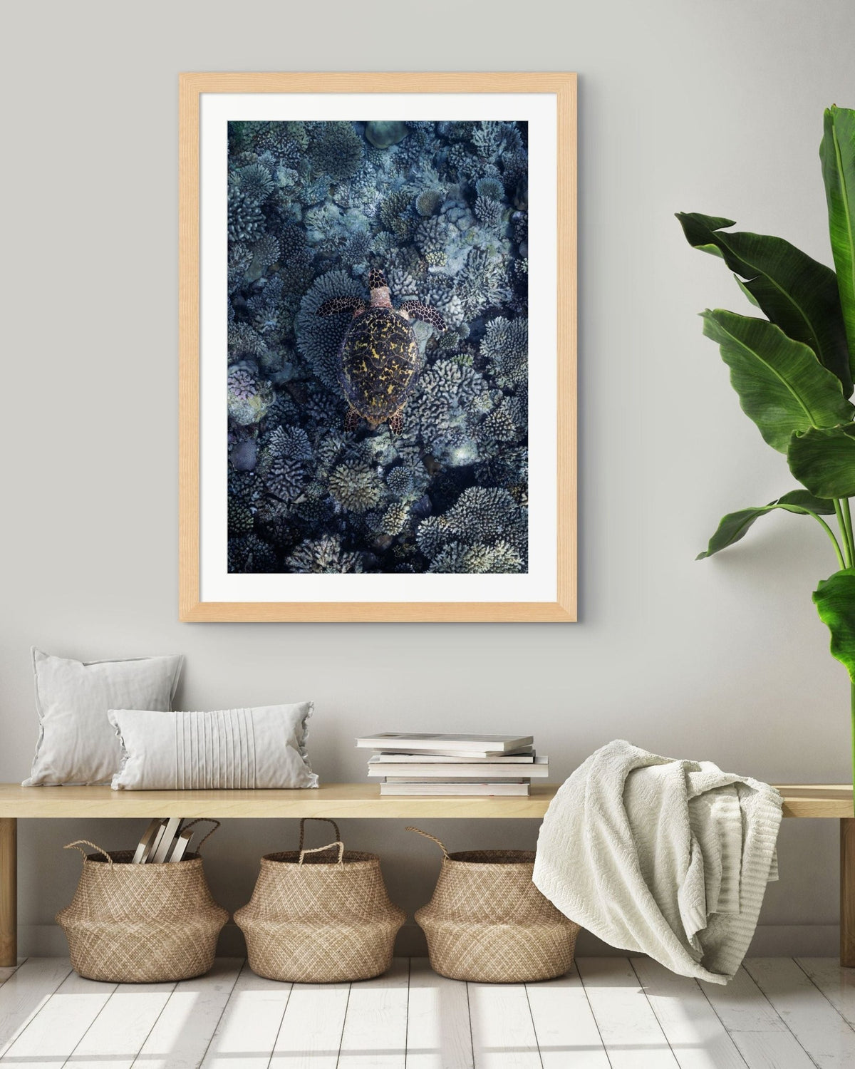 Reef Wanderer