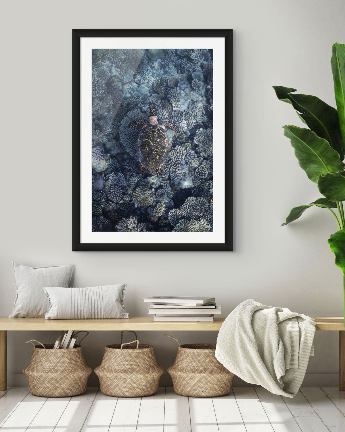 Reef Wanderer