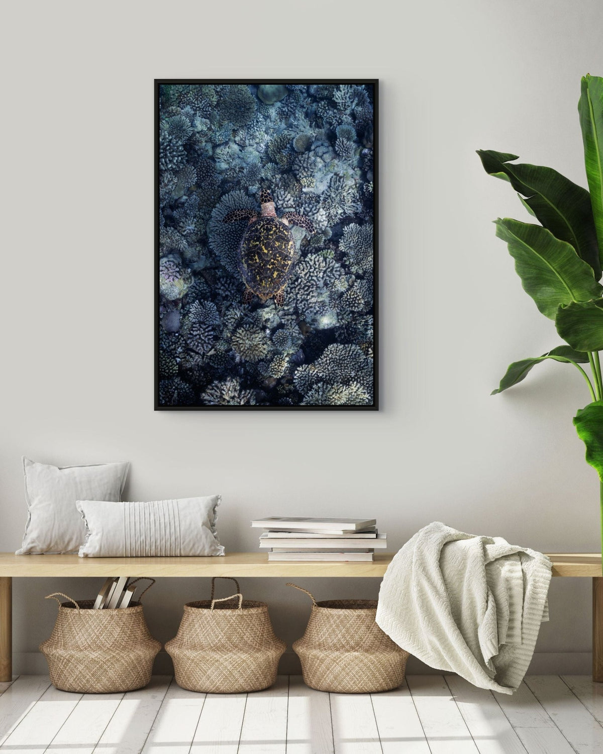 Reef Wanderer
