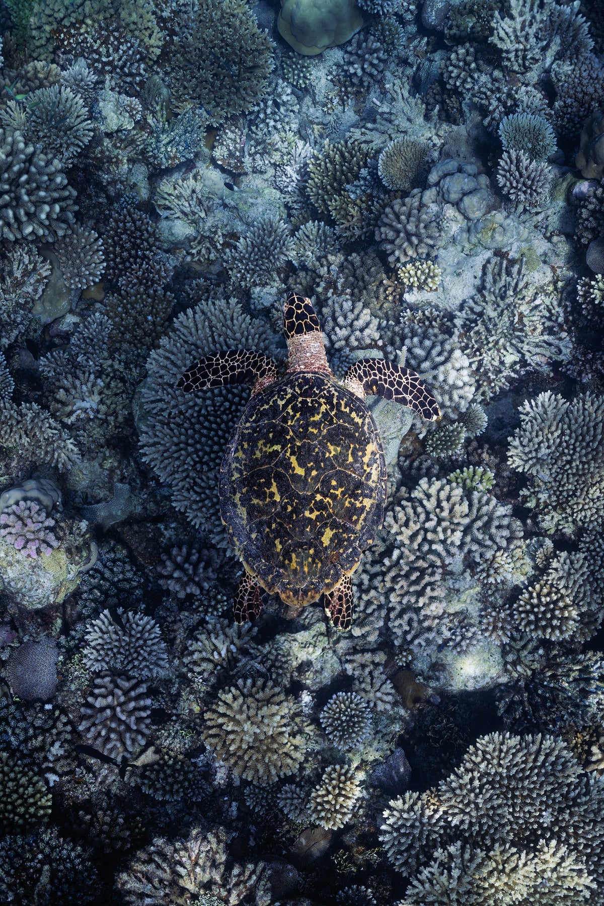 Reef Wanderer