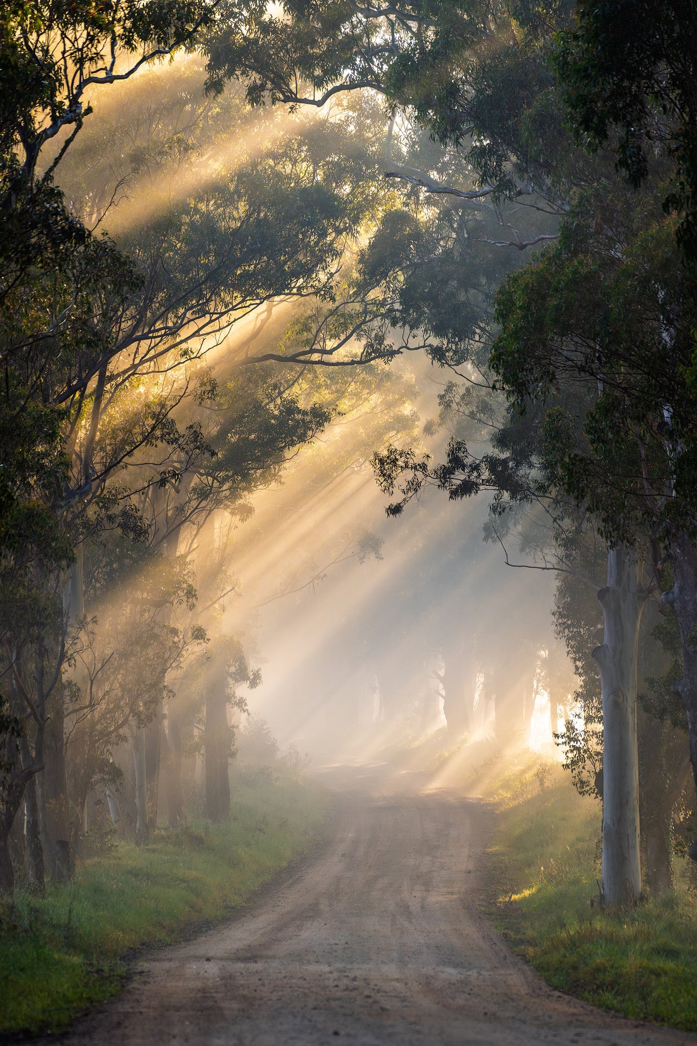 Timbarra Rays - The Salty Pixel