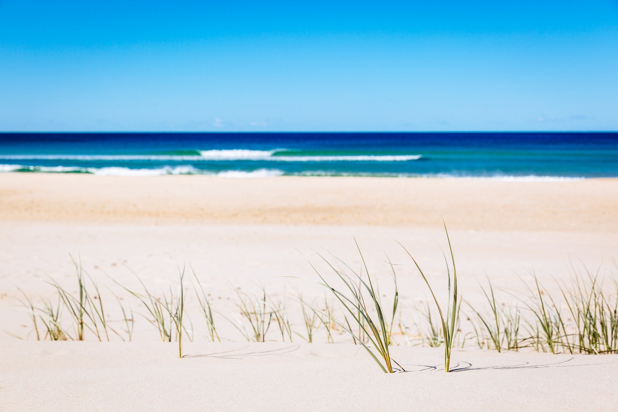 Beach Grass - The Salty Pixel