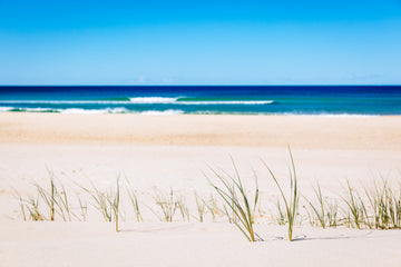 Beach Grass - The Salty Pixel