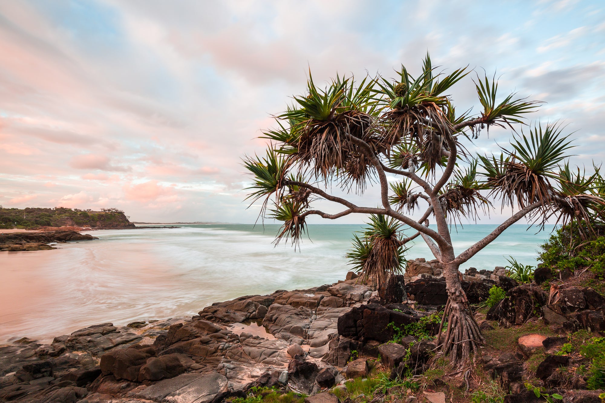 Pastel Pandanus - The Salty Pixel