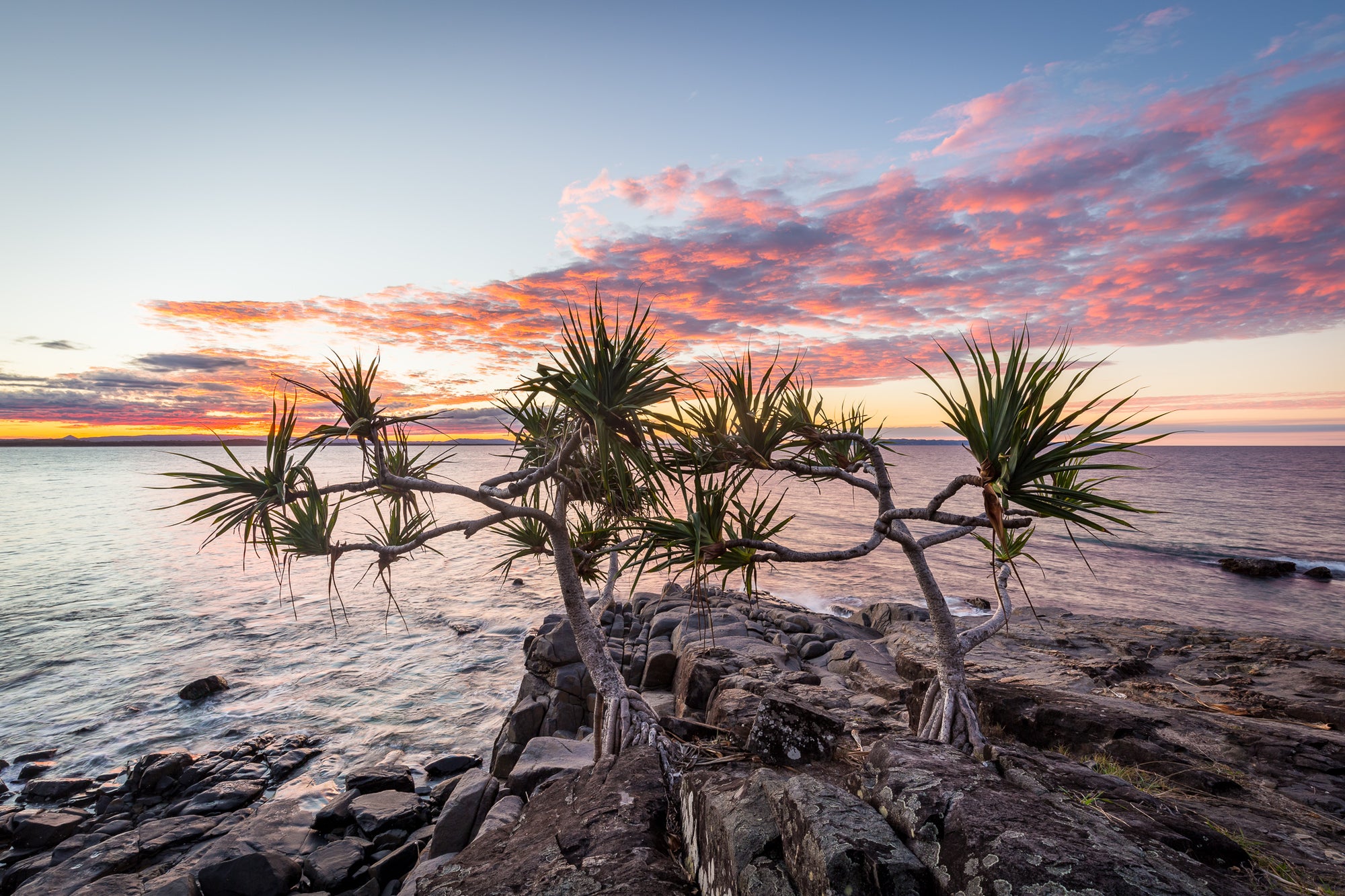 Pandanus Red - The Salty Pixel