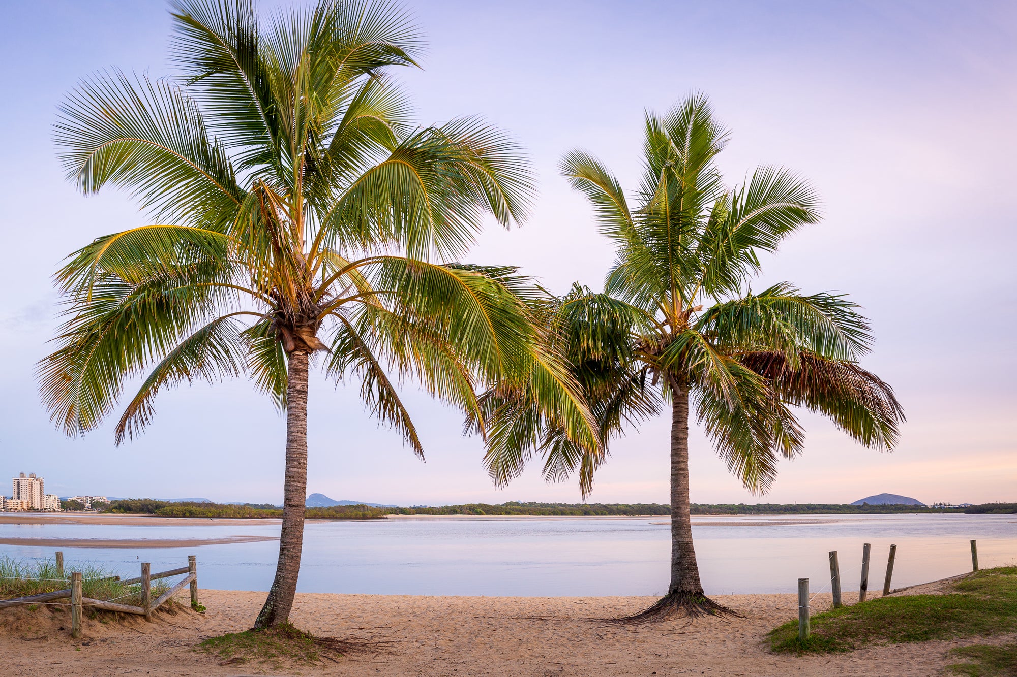 Cotton Tree Palms - The Salty Pixel