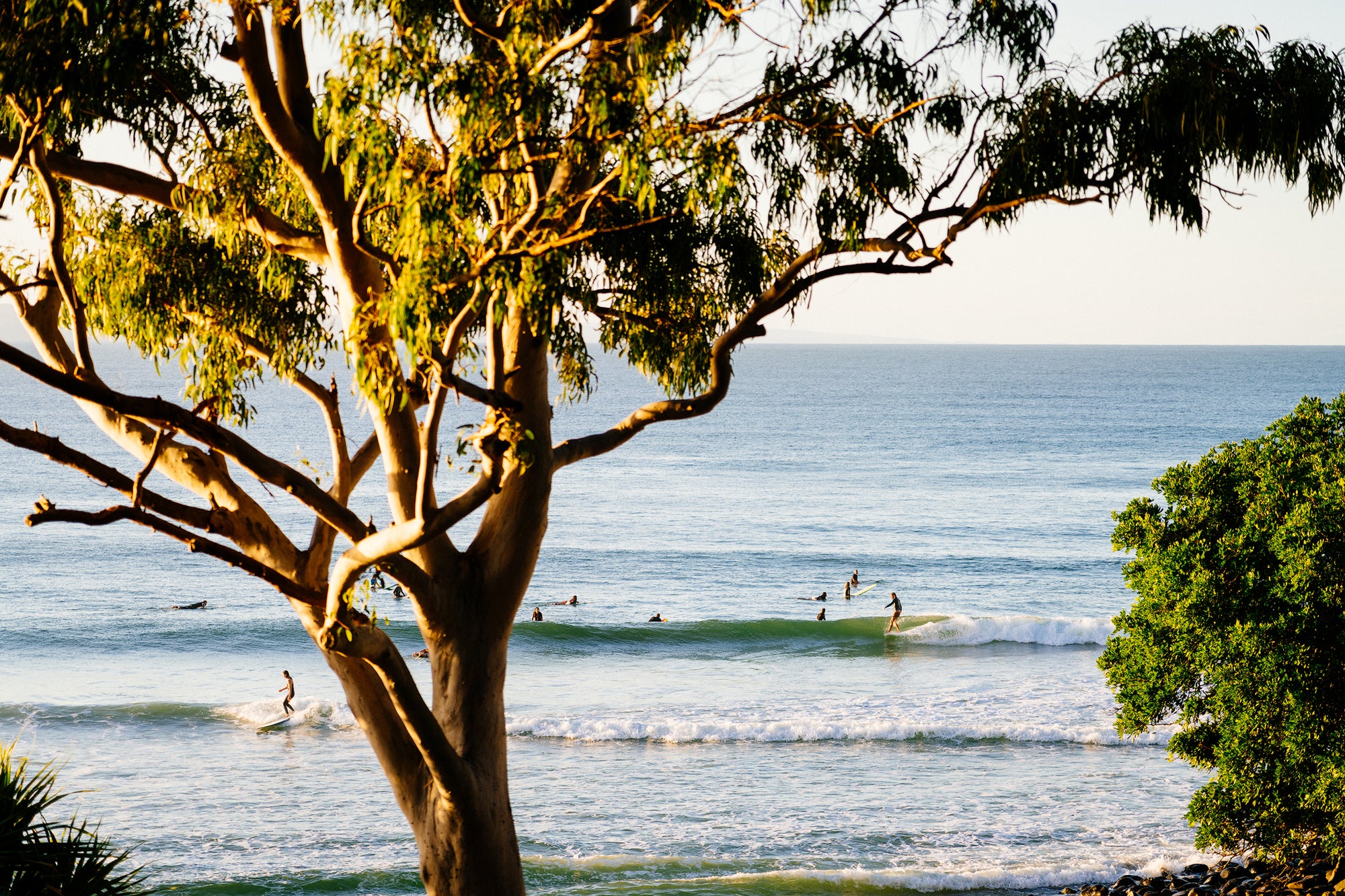 Tree Surfers