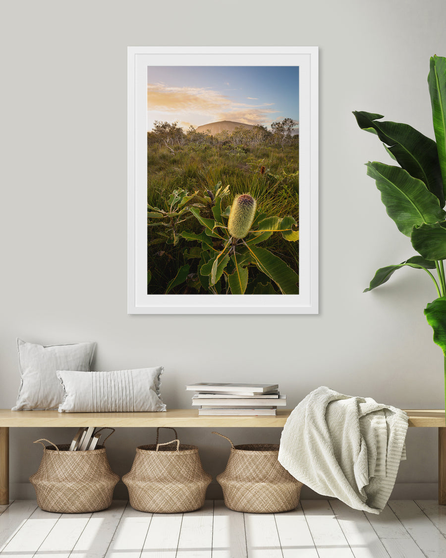Coolum Banksia - The Salty Pixel