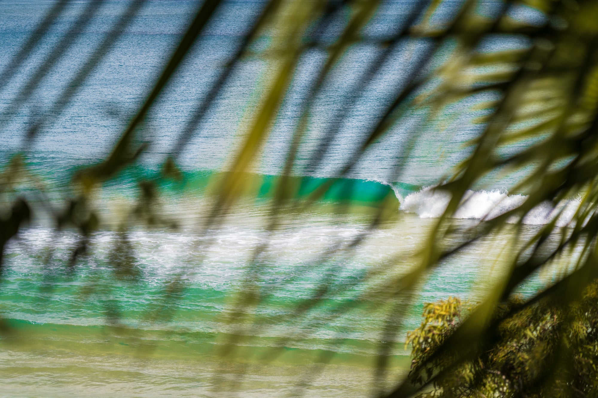 Peeling Through the Palms - The Salty Pixel