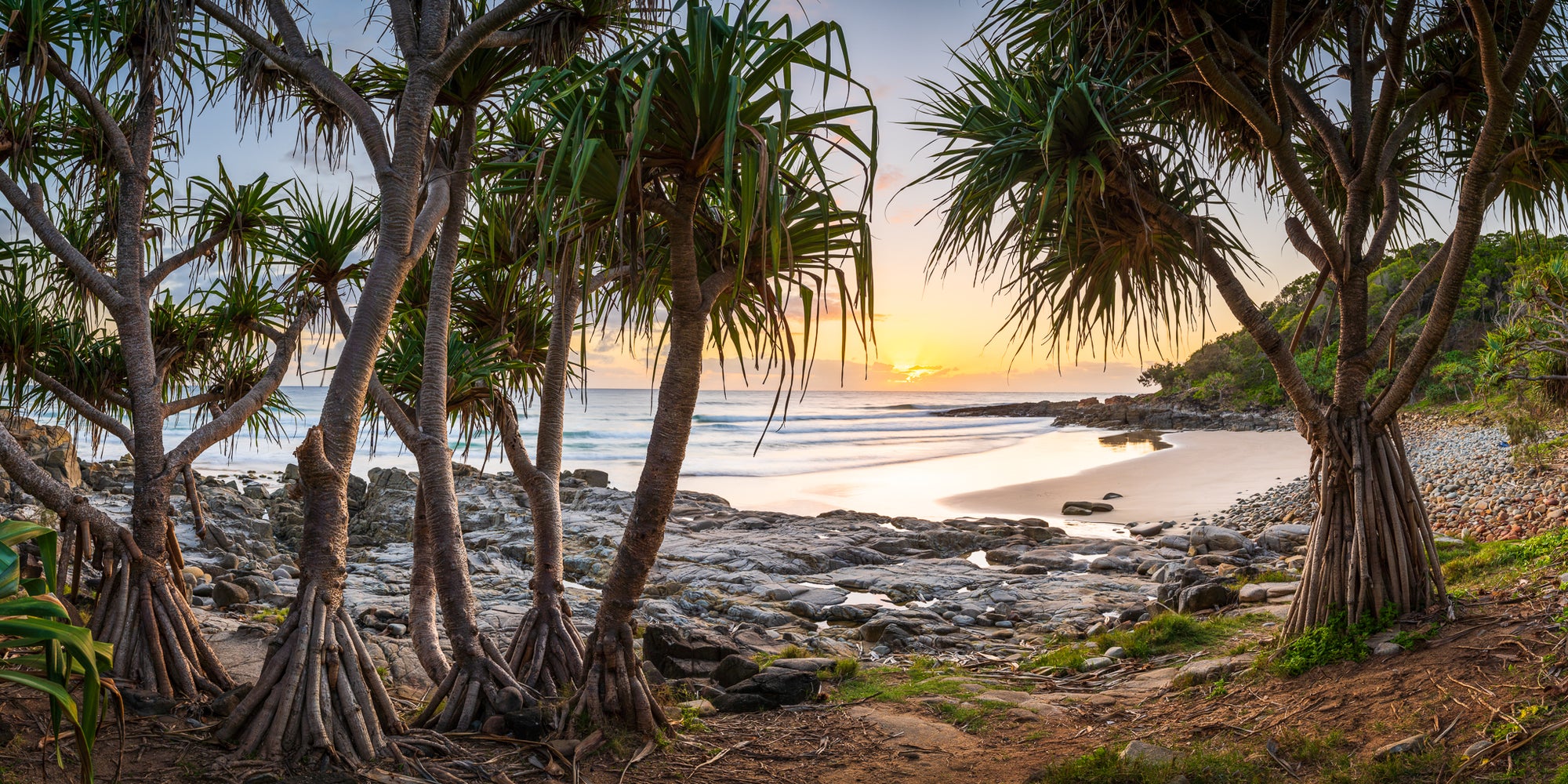 Pandanus Grove - The Salty Pixel