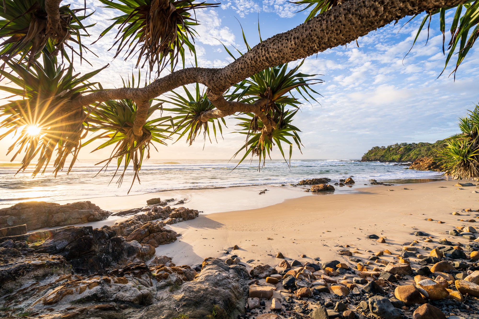 Perry Pandanus