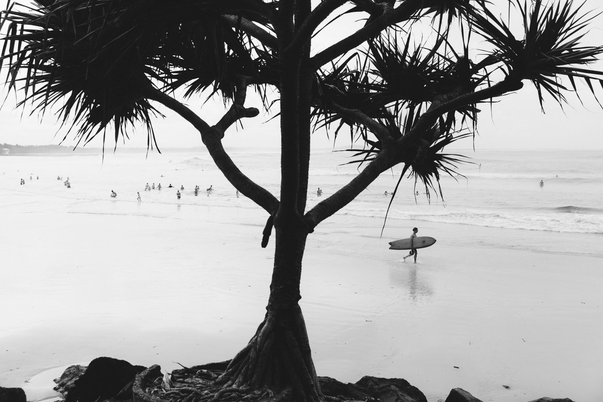 Middle Tree - The Salty Pixel