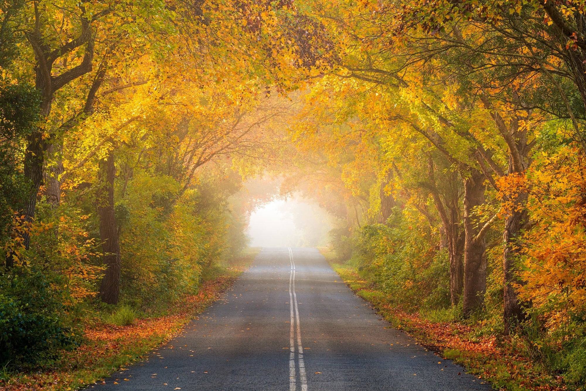 The Salty Pixel - Autumn Road - metafield_custom.location - metafield_custom.subject