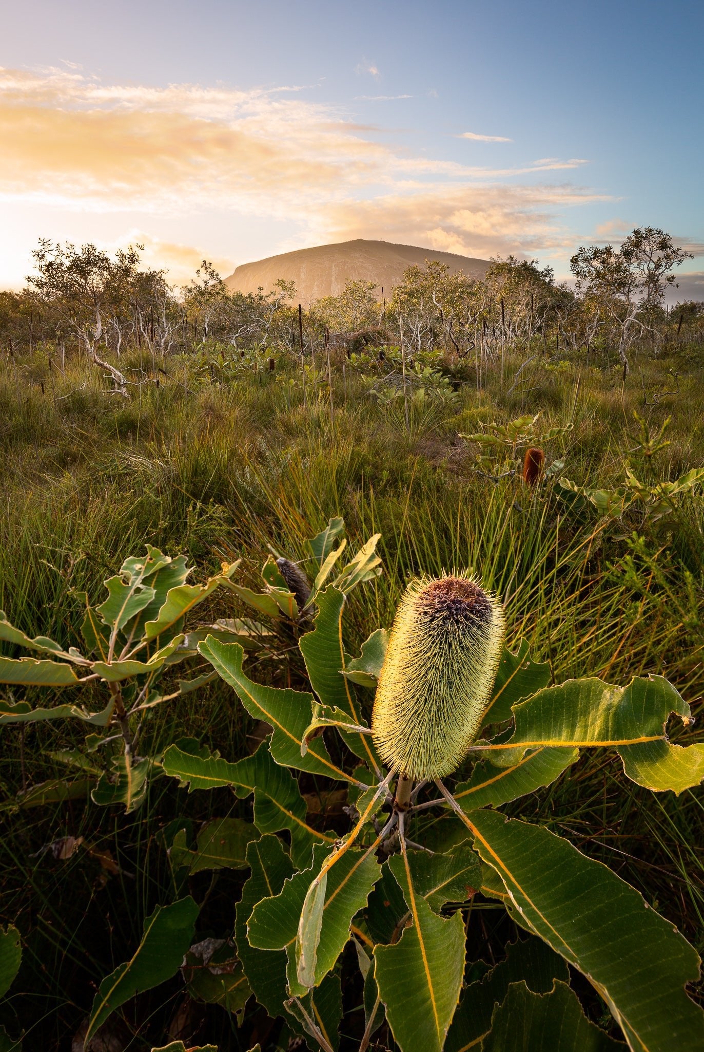 The Salty Pixel - Coolum Banksia - metafield_custom.location - metafield_custom.subject