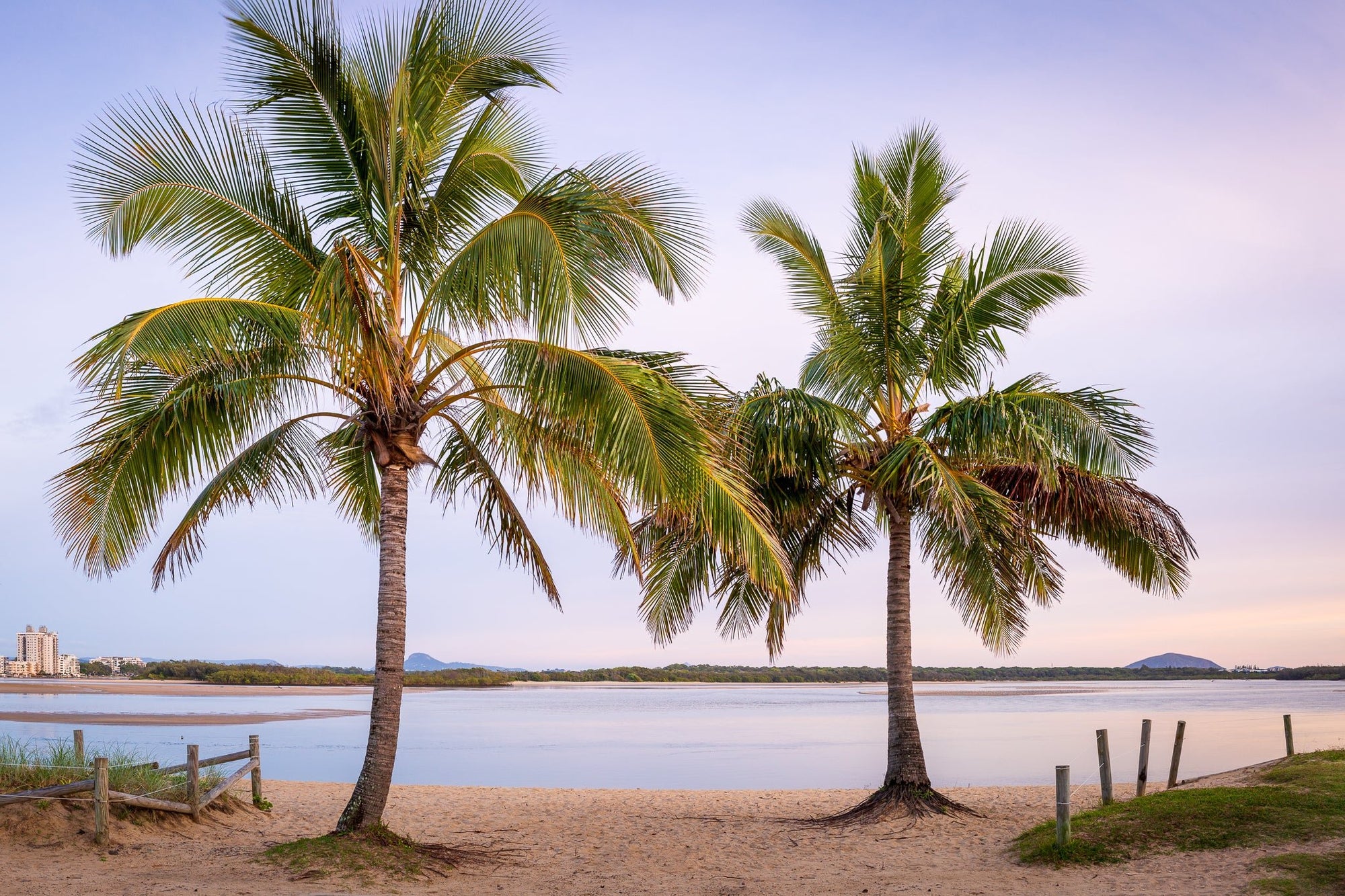 The Salty Pixel - Cotton Tree Palms - metafield_custom.location - metafield_custom.subject