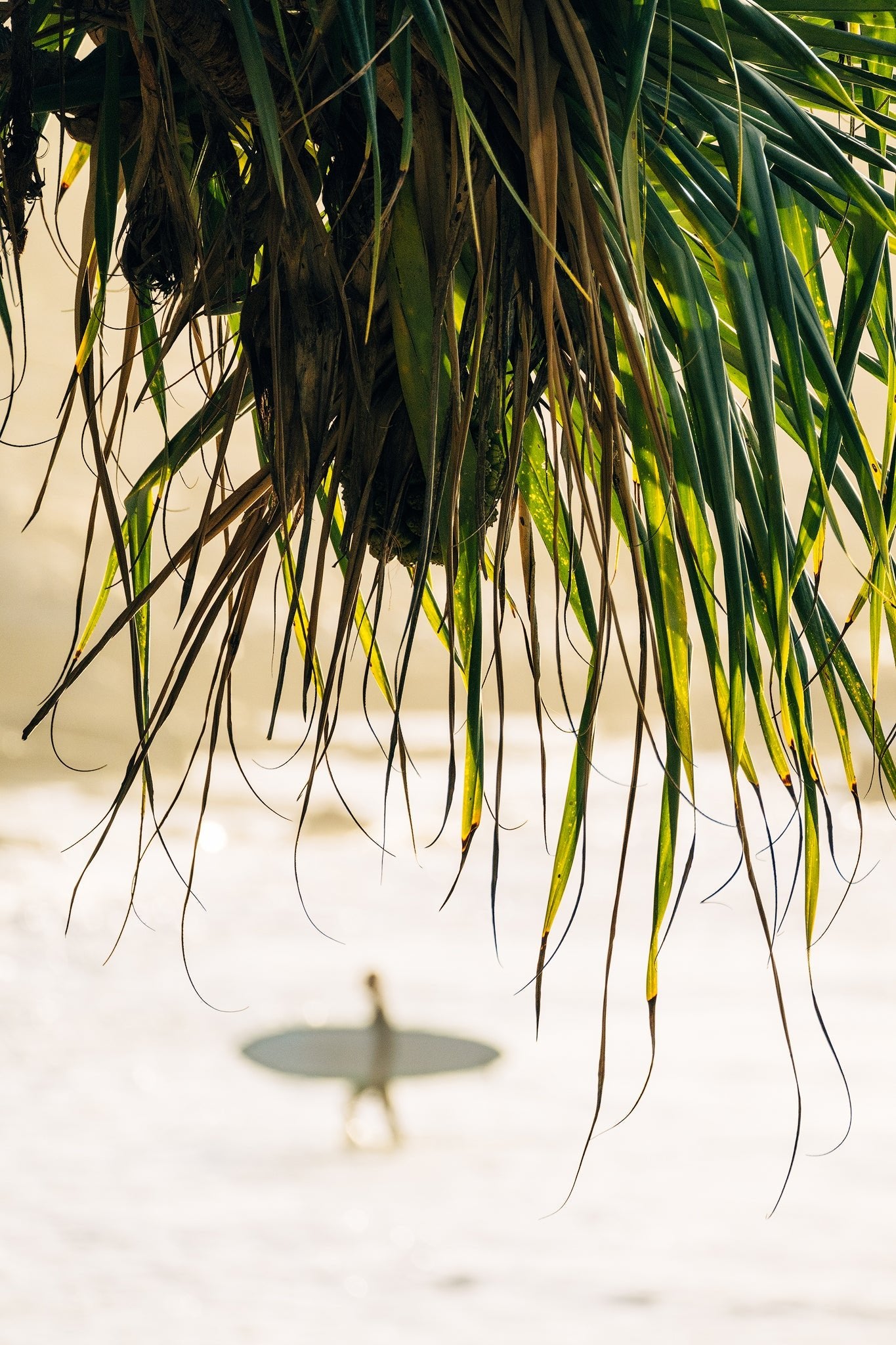 The Salty Pixel - Frond Focus - metafield_custom.location - metafield_custom.subject