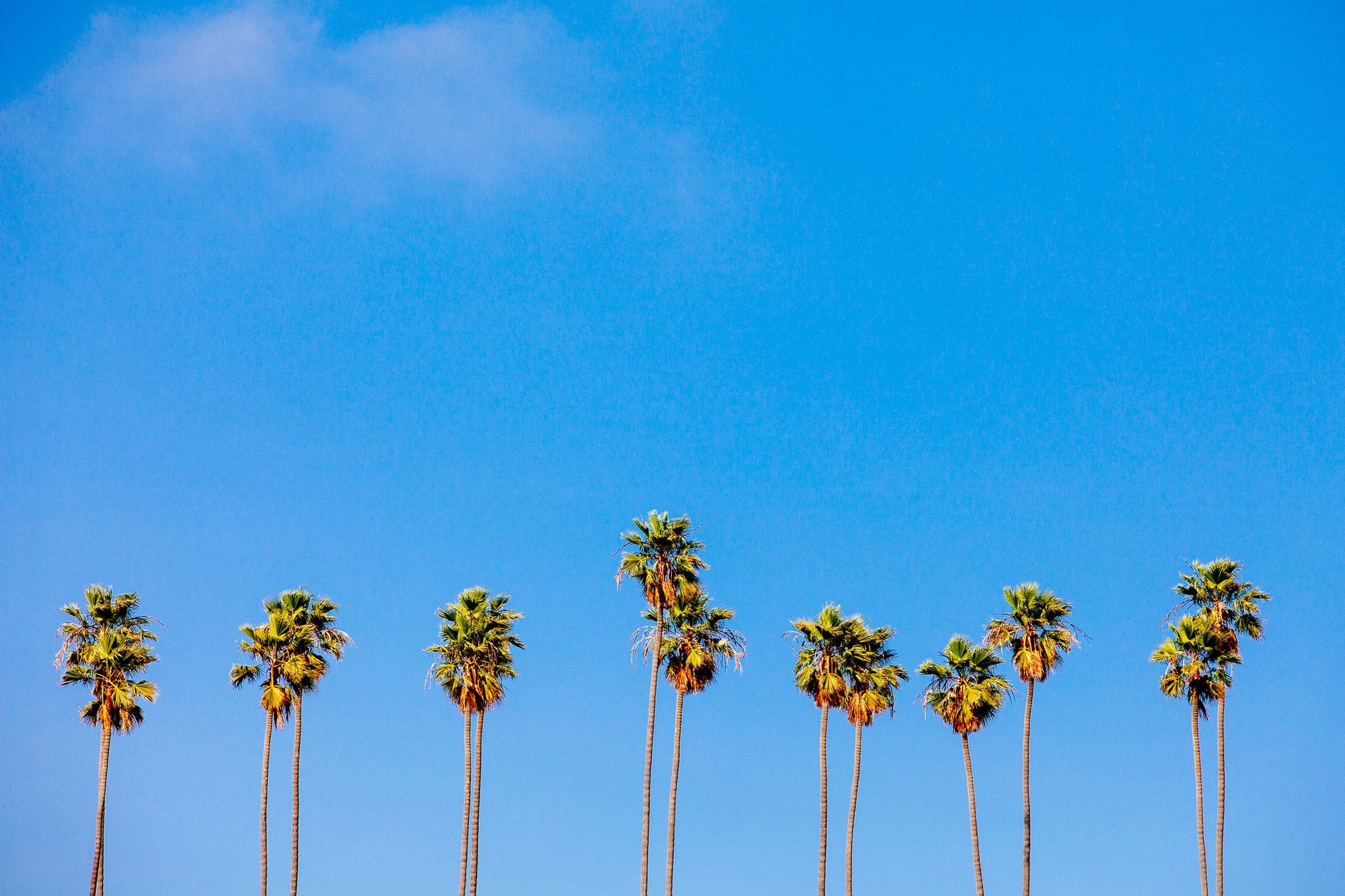 The Salty Pixel - LA Palms - metafield_custom.location - metafield_custom.subject