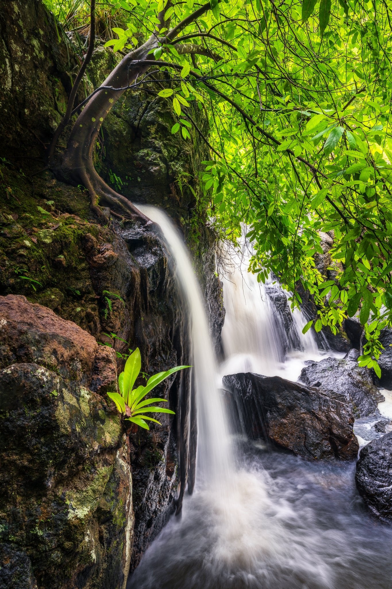The Salty Pixel - Waterfall Garden - metafield_custom.location - metafield_custom.subject
